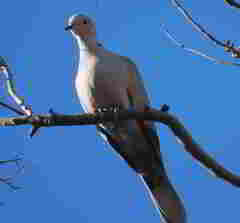 Streptopelia decaocto