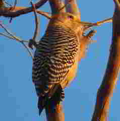 Melanerpes aurifrons