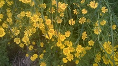 Coleostephus myconis