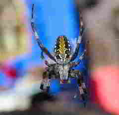 Neoscona oaxacensis