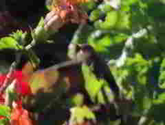 Trochilidae