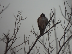 Buteo jamaicensis