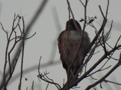 Buteo jamaicensis