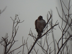 Buteo jamaicensis