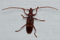 Phoracantha synonyma