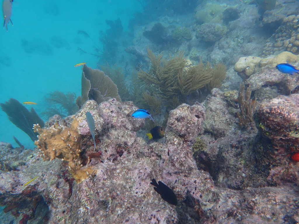 Photo of Blue chromis (Chromis cyanea)