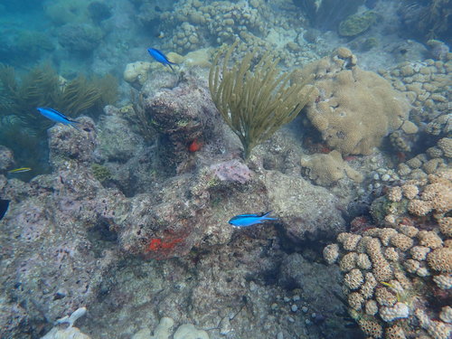 Blue chromis (Chromis cyanea) — Pomacentridae — 5