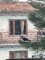 Corvus splendens
