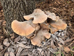 Armillaria mellea