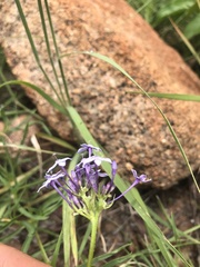 Pentanisia angustifolia