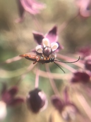 Neobellamira delicata