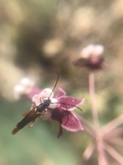 Neobellamira delicata