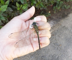 Insecta