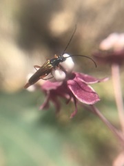 Neobellamira delicata