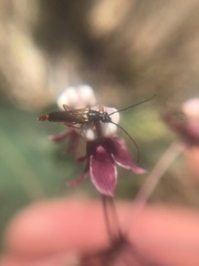 Neobellamira delicata
