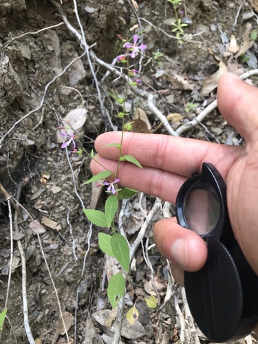 Mountain clarkia (Clarkia heterandra)
