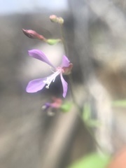 Clarkia heterandra