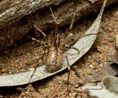 Ticopa australis