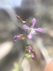 Clarkia heterandra