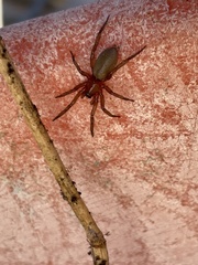 Gnaphosidae