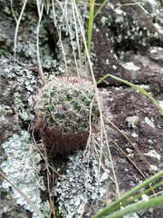 Mammillaria jaliscana