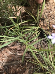 Pentanisia angustifolia