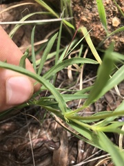 Pentanisia angustifolia