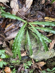 Calanthe arcuata