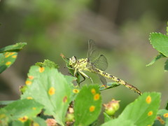 Arigomphus submedianus