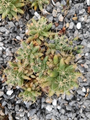 Mammillaria longimamma