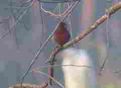 Haemorhous mexicanus