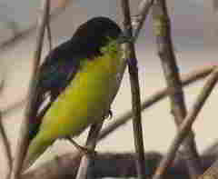 Spinus psaltria