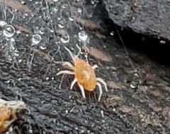 Eupodina