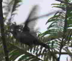 Trochilidae