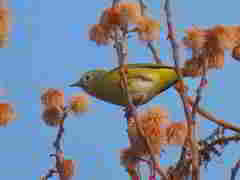Leiothlypis ruficapilla