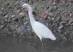 Egretta thula