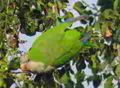 Myiopsitta monachus