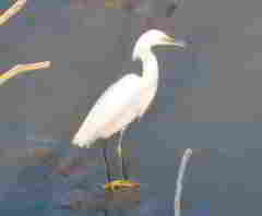 Egretta thula