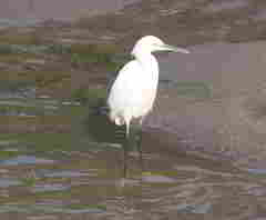 Egretta thula