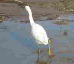 Egretta thula