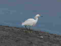 Egretta thula