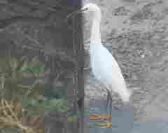 Egretta thula