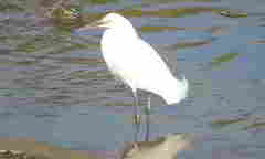Egretta thula
