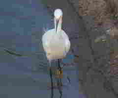 Egretta thula