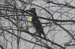 Pitangus sulphuratus