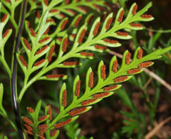 Asplenium haurakiense