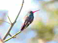 Cynanthus latirostris