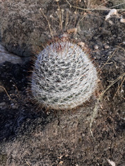 Mammillaria barbata