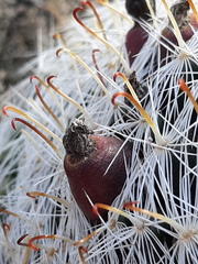 Mammillaria barbata