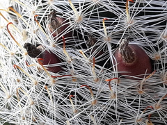 Mammillaria barbata